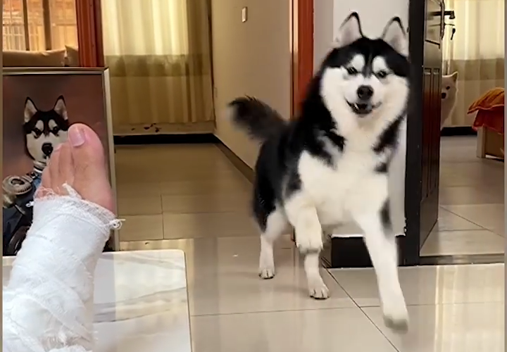 Cún Yêu Giả Vờ Đau Chân
